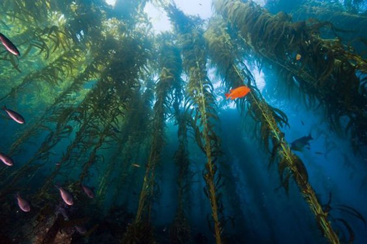 giant-kelp-1.jpg